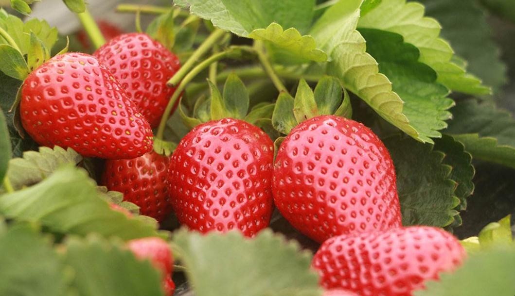 草莓去籽後怎麼樣種植
