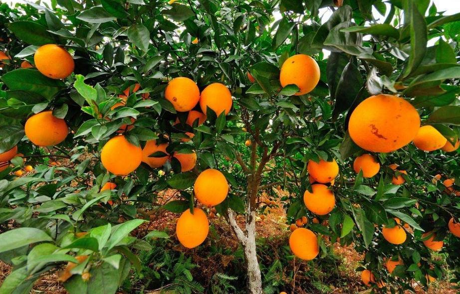 橙子樹可以種在院子裡嗎