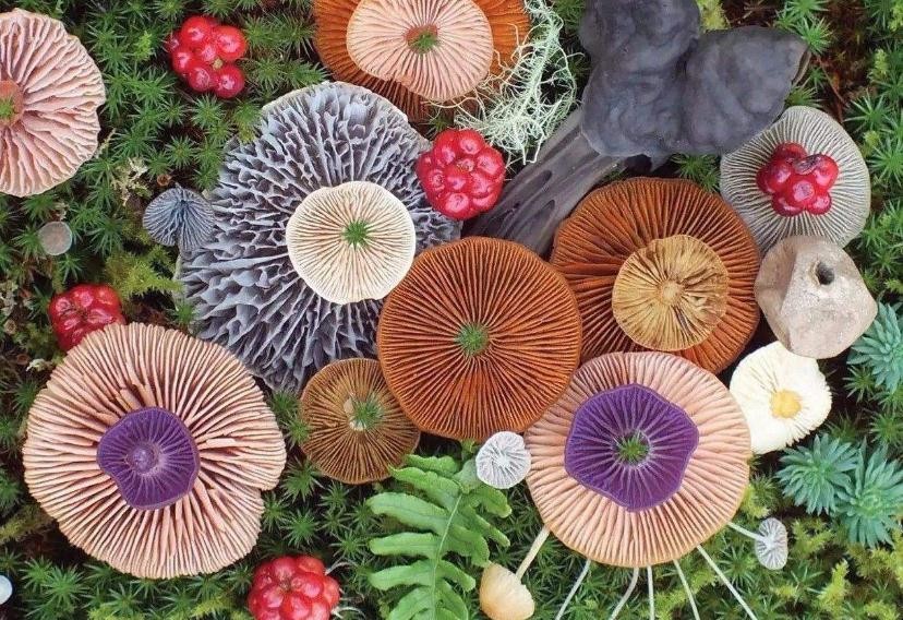 顏色鮮艷的蘑菇有毒嗎