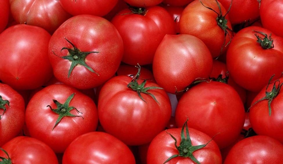 西紅柿靠什麼傳播種子