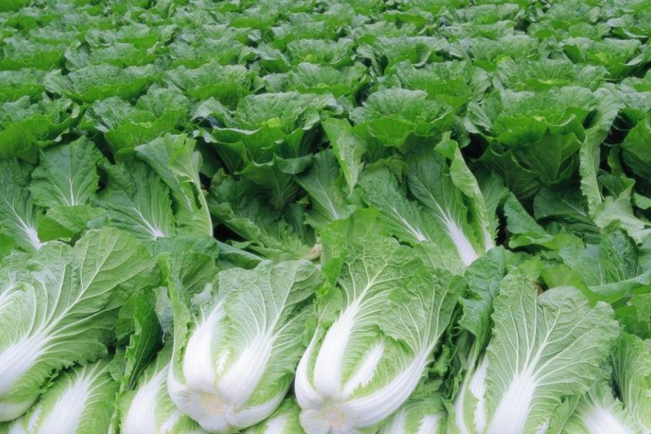 種植白菜用什麼農藥