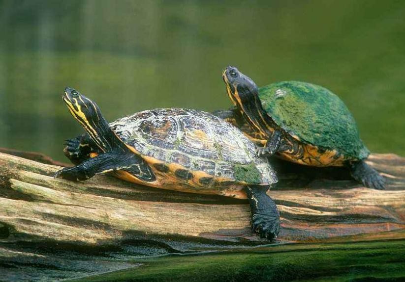 巴西龜怎麼過冬