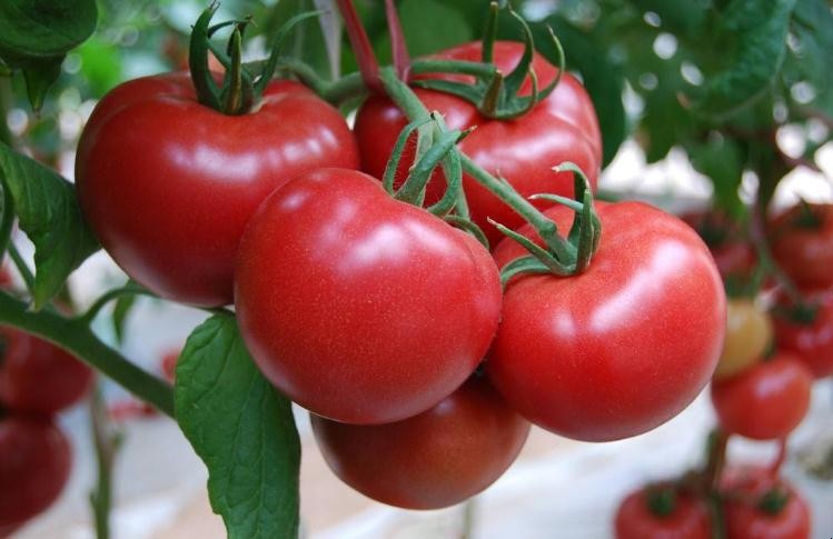 番茄果實有什麼病害
