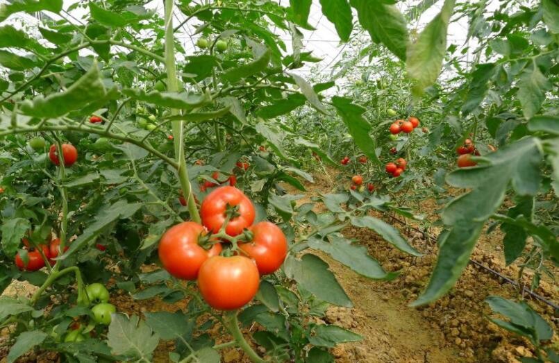 番茄晚疫病綜合怎麼防治