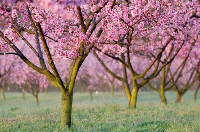 桃樹常見蟲害有哪些