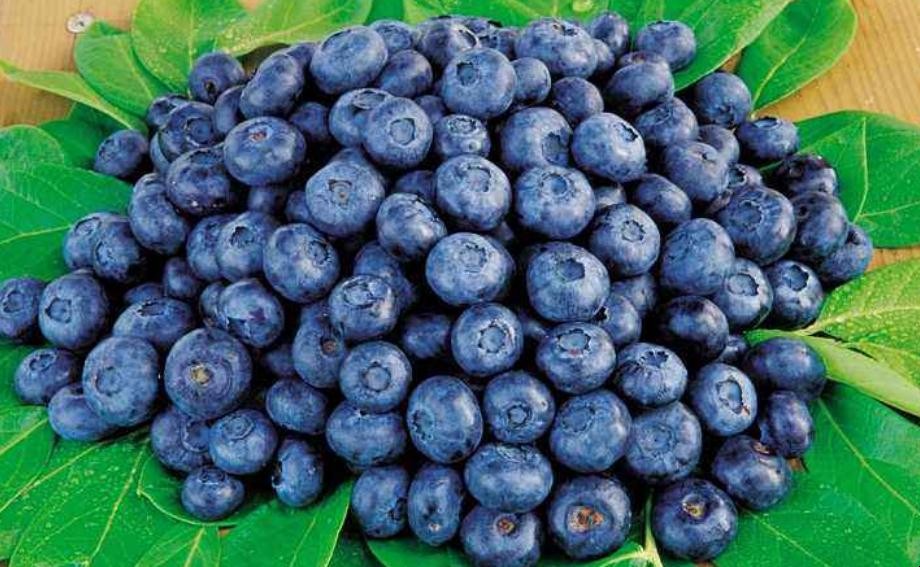 藍莓怎麼施肥
