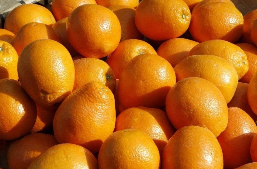 橙子什麼時間種最好