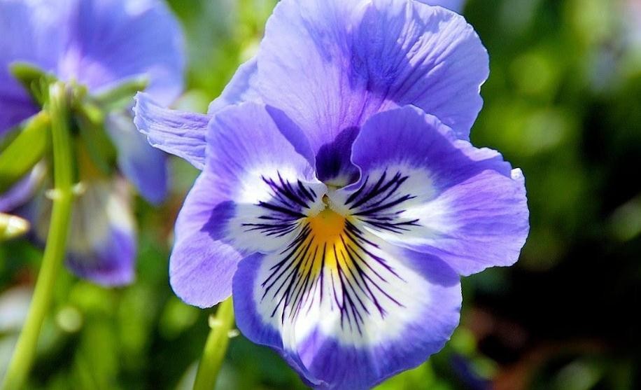 紫羅蘭一般什麼時候開花