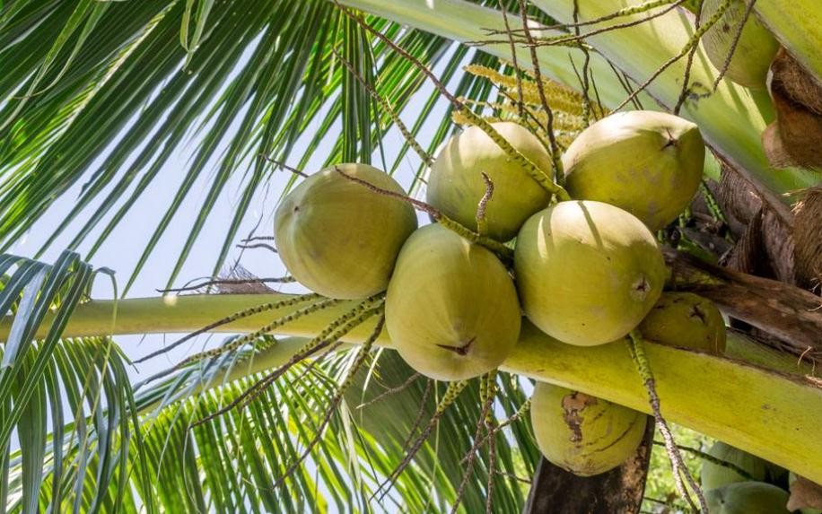 椰子靠什麼傳播種子的
