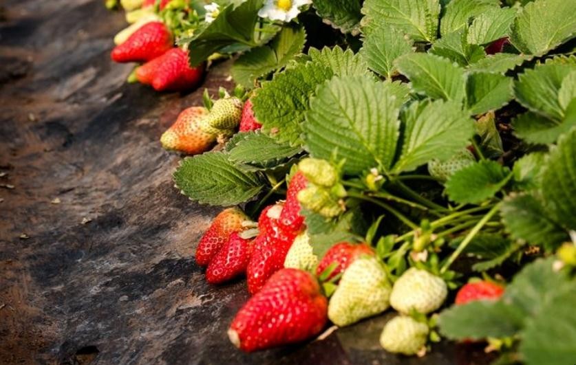 如何種植草莓才能高產