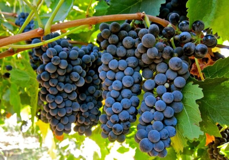 葡萄種植的自然條件有哪些