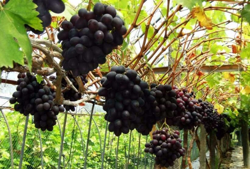 陽臺種植葡萄要怎麼做