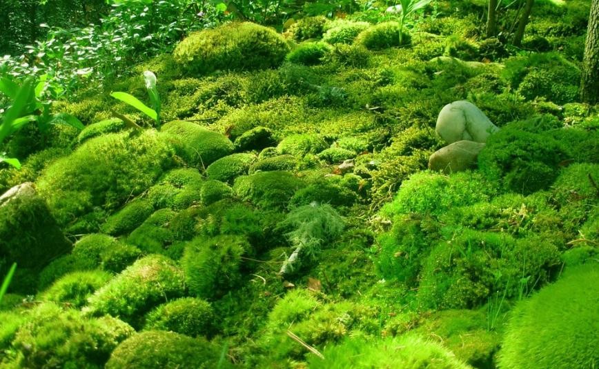 苔蘚是什麼植物