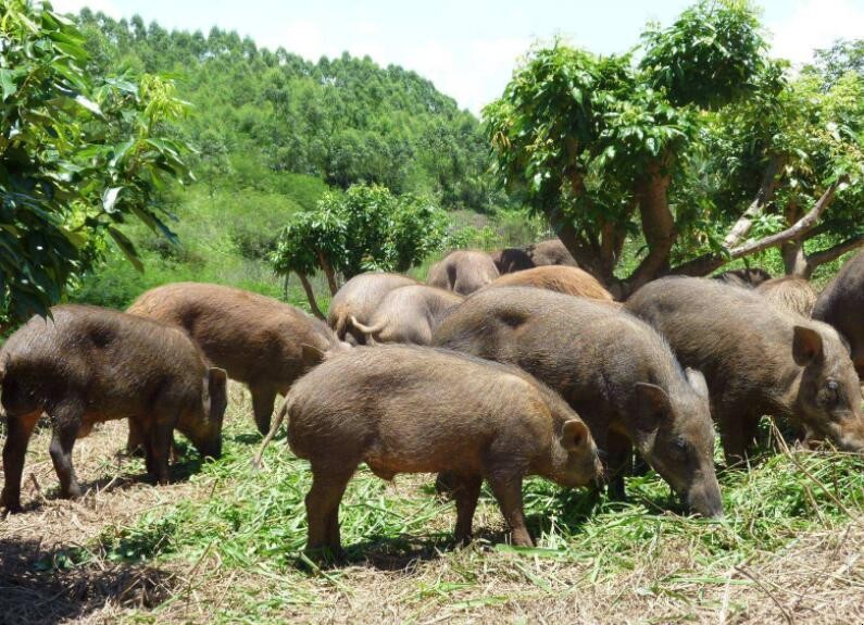 養殖野豬的管理要點有哪些