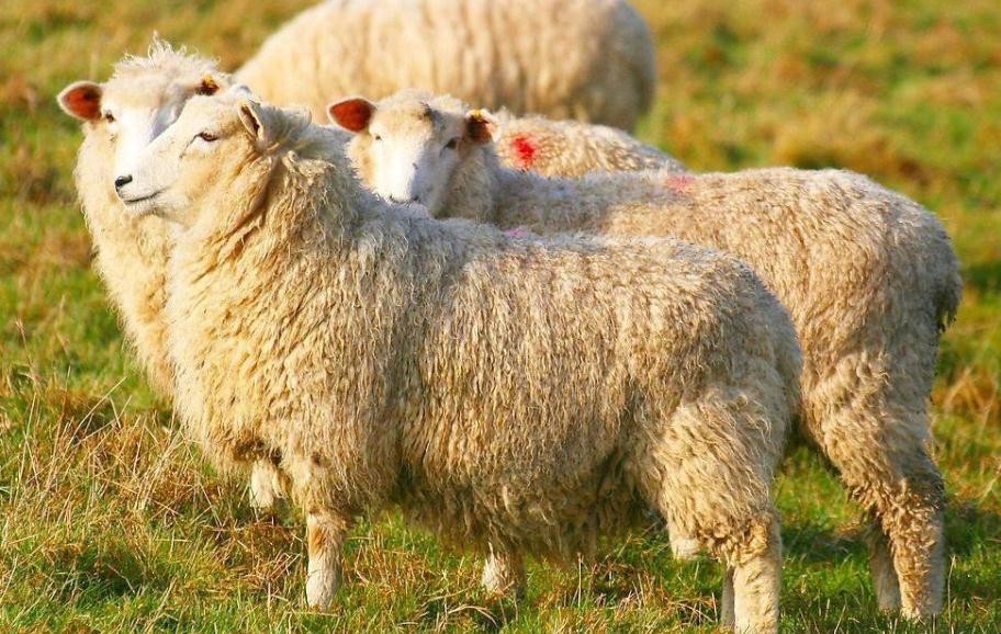 怎麼辨別羊毛的真假