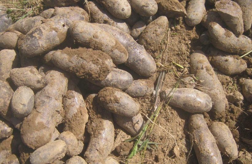 黑土豆有什麼營養價值