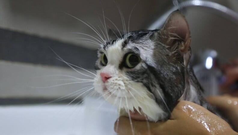 小貓不愛洗澡怎麼辦