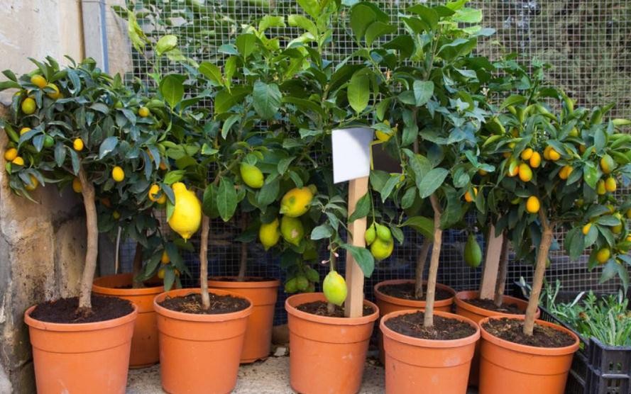盆栽檸檬樹怎麼養長得好