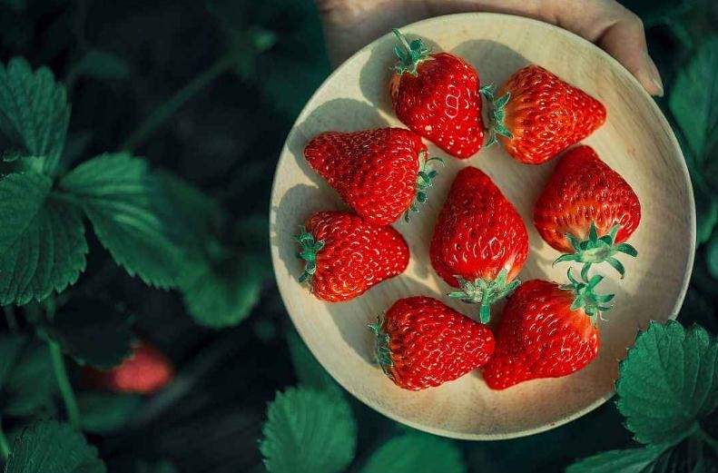 草莓從種到結果需要多久