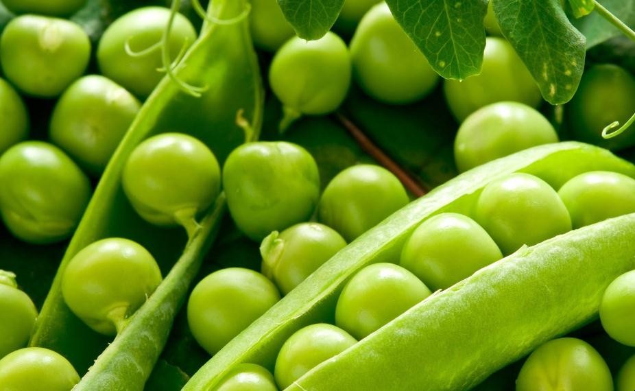豌豆一般什麼季節種植