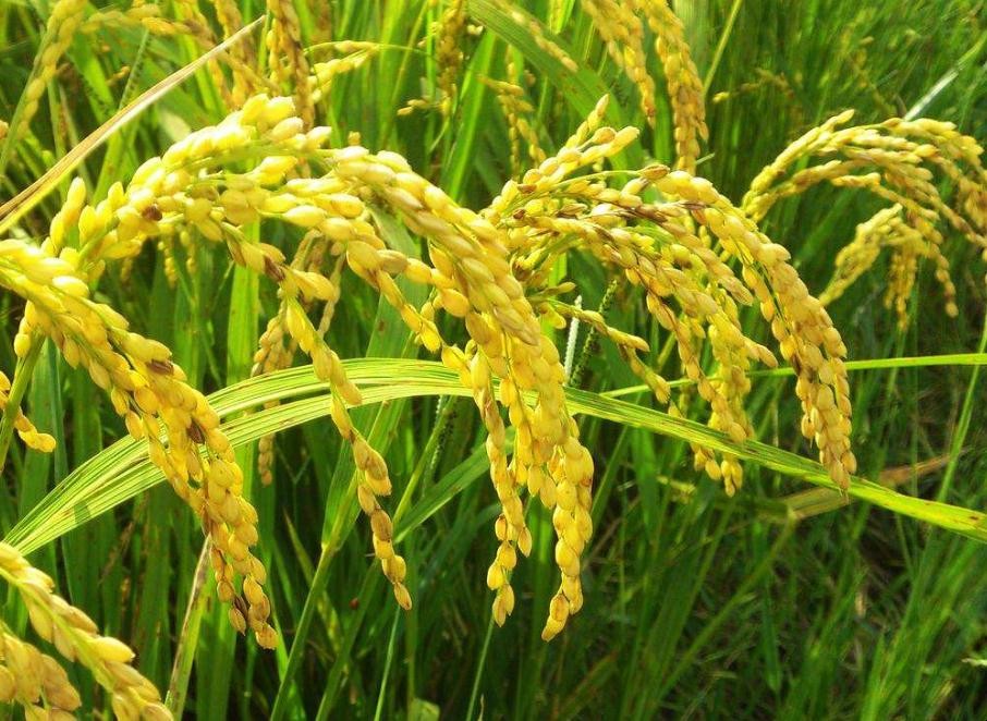水稻怎麼施肥才能高產