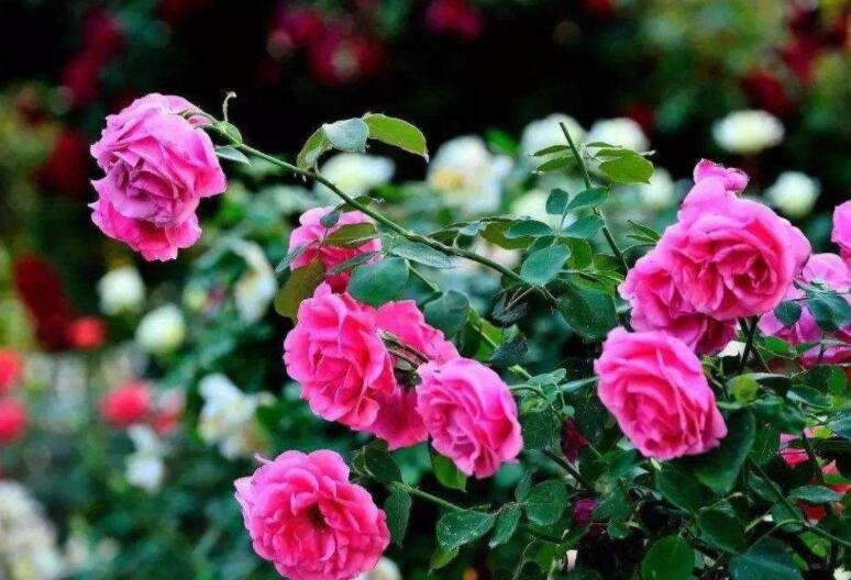 玫瑰花種子種植方法是什麼