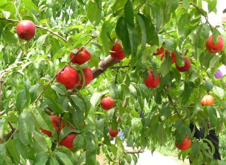 油桃的養殖方法是什麼