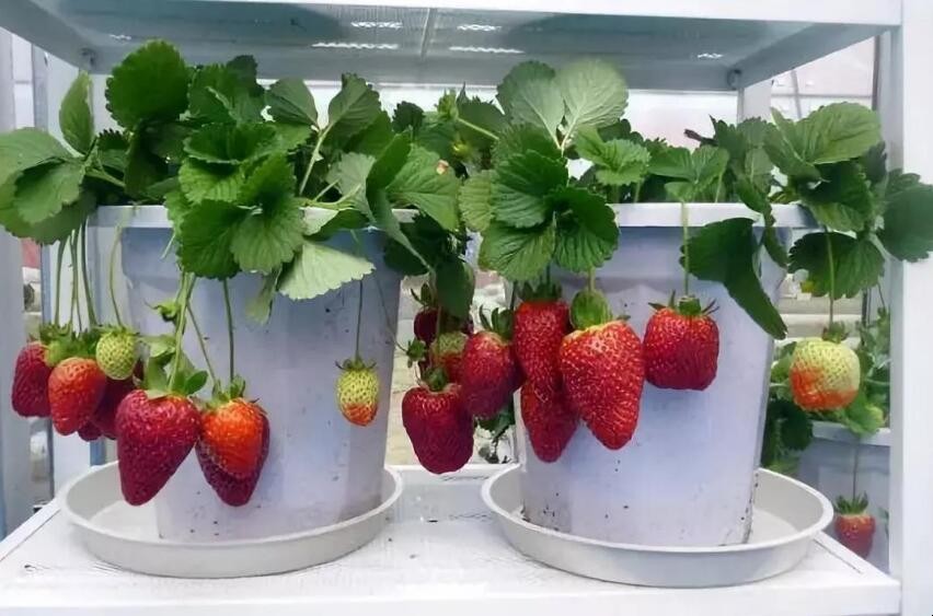 如何在陽臺種草莓