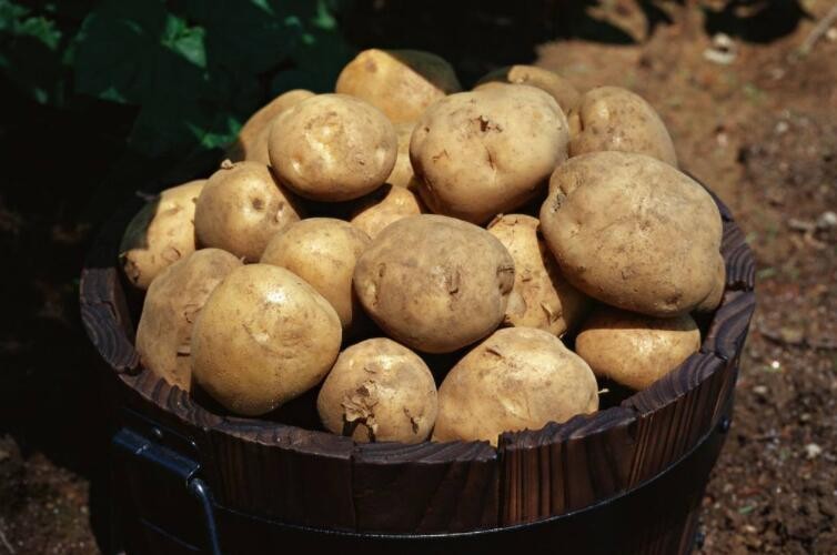 土豆采用蓋膜種植有哪些好處
