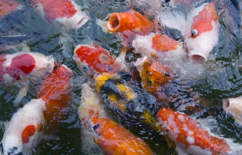魚缺氧瞭怎麼急救
