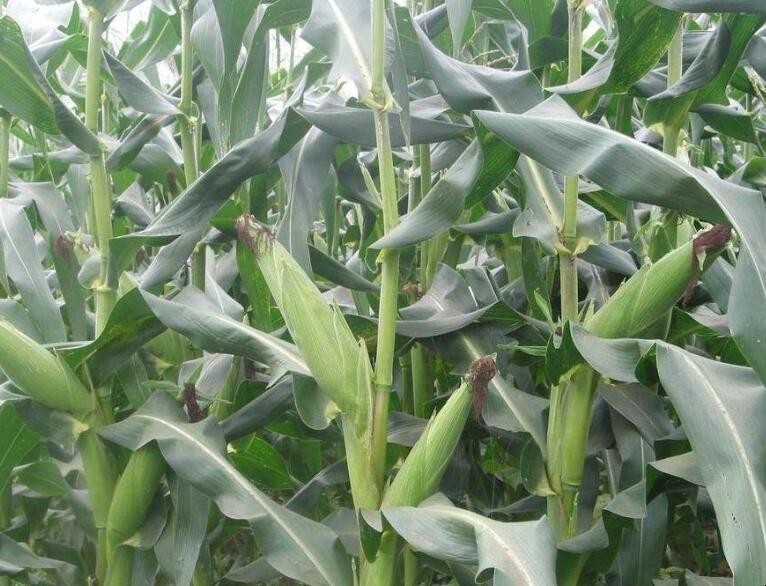 春玉米種植註意哪些事項