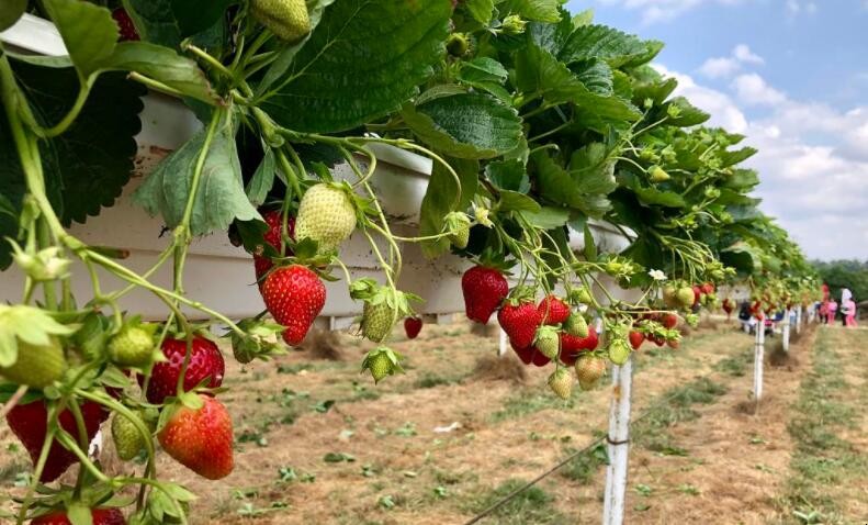 冬季草莓的種植方法是什麼