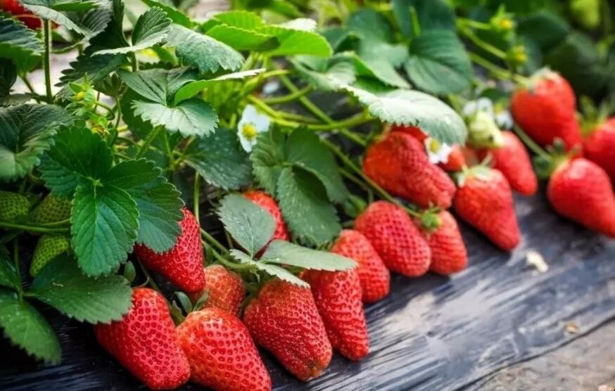 草莓如何種植