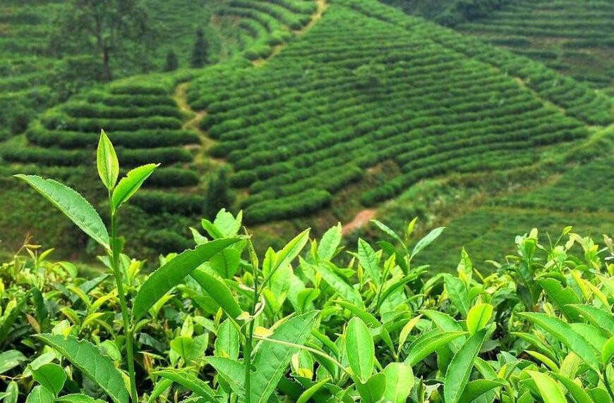 茶葉如何種植