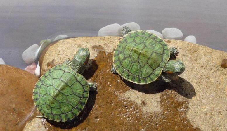如何幫助巴西龜繁衍