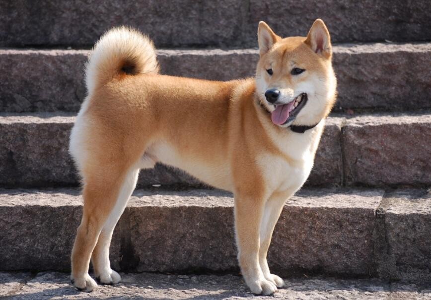 中國的狗狗有哪些品種