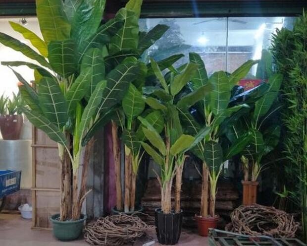 芭蕉樹怎麼栽種