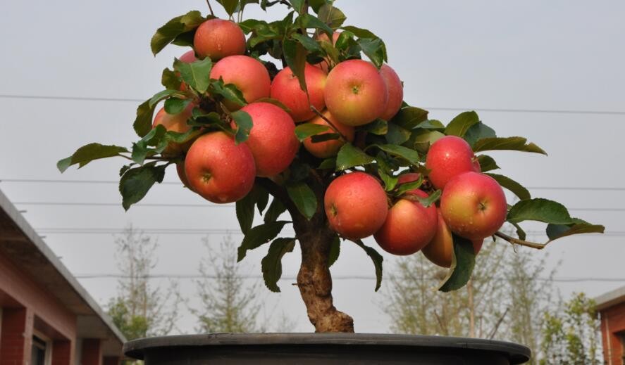 蘋果樹盆栽栽培方法是什麼