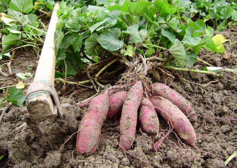 紅薯施什麼肥產量高