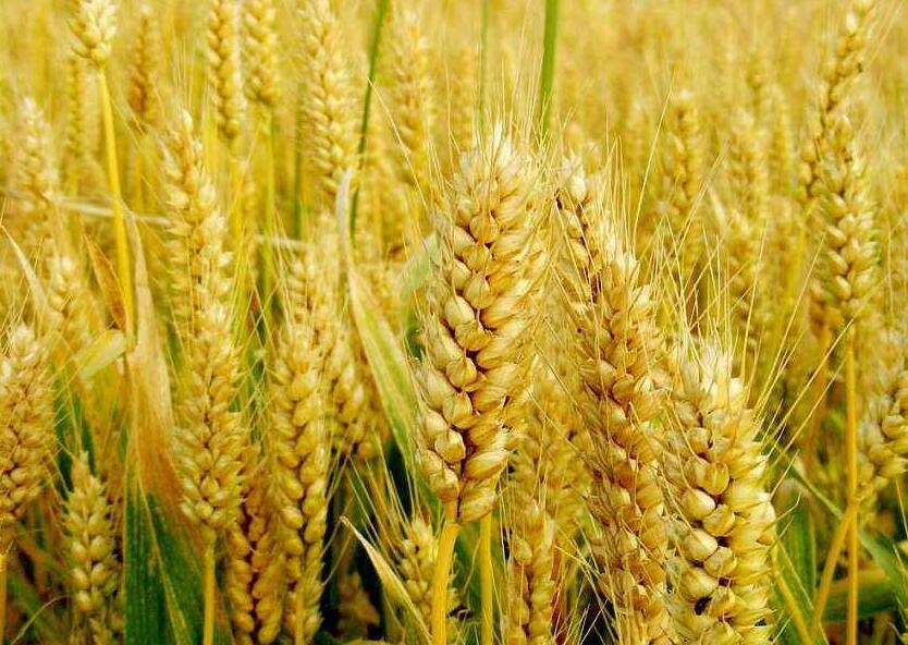 小麥有哪些優良品種