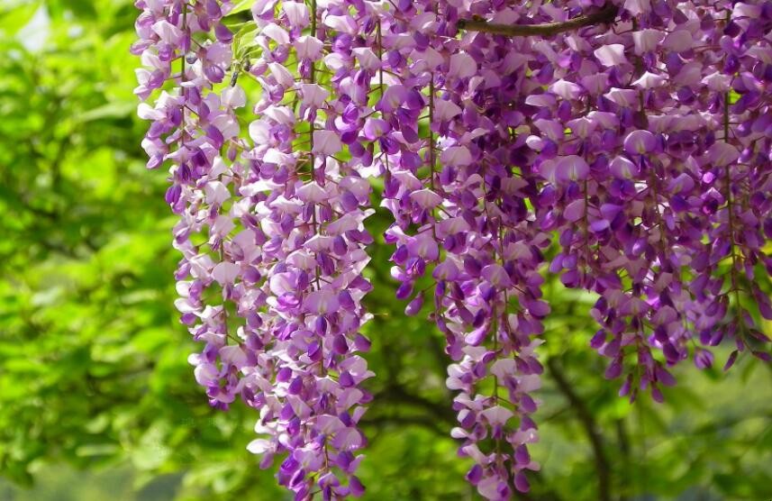 紫藤盆景怎麼養