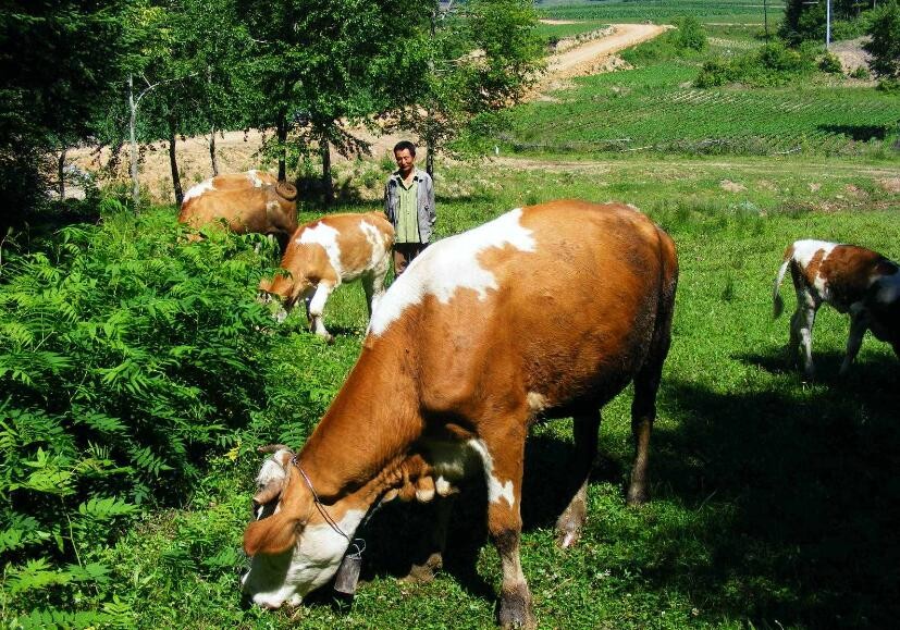 農村養牛風險大嗎