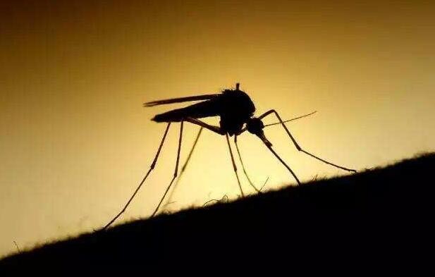 滅蚊子最有效的方法是什麼
