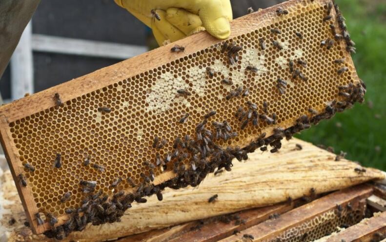 養蜂怎麼防止自然分蜂