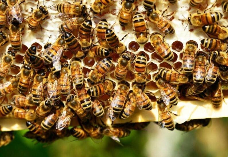 新手養蜂容易失敗原因有哪些