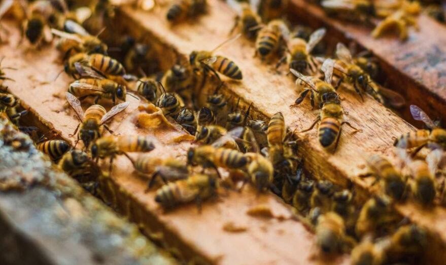 冬季養蜂註意事項有哪些