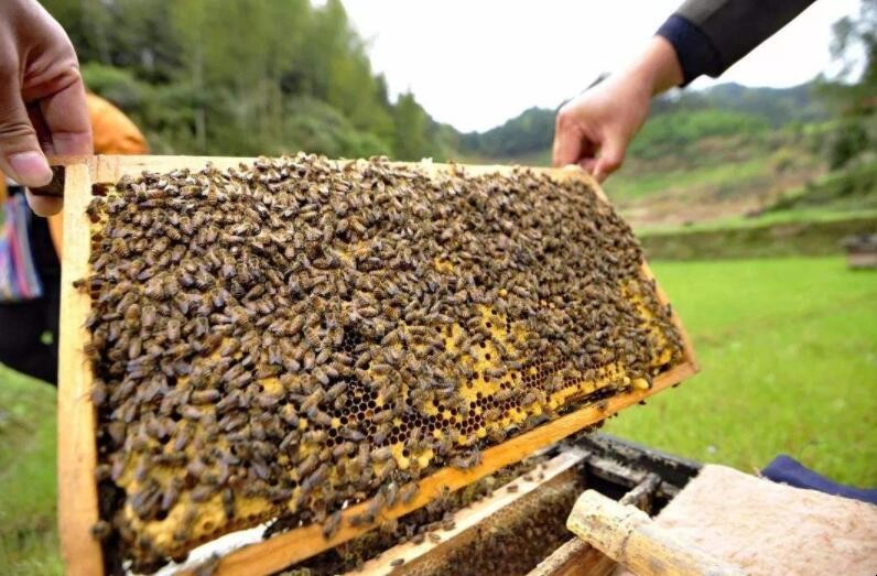 怎麼讓蜜蜂快速做脾