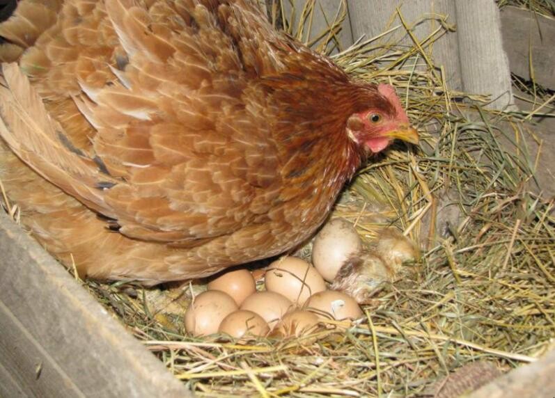 蛋雞開產晚怎麼解決
