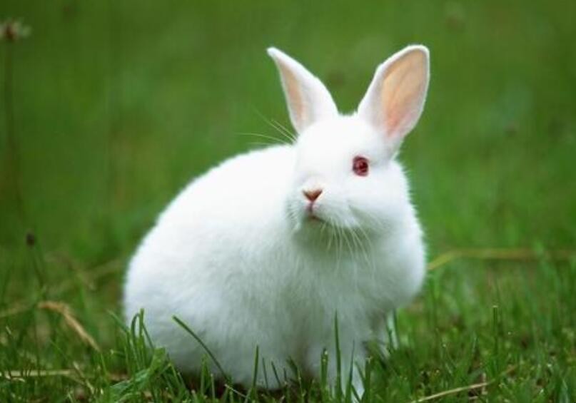 兔子養殖銷售方式有哪些