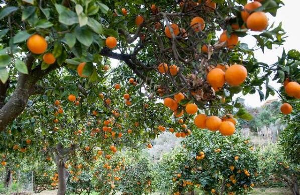 種植柑橘需要什麼條件